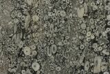 Fossil Crinoid Stems In Limestone Slab #167233-1